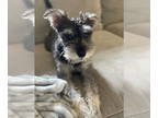 Mix DOG FOR ADOPTION RGADN-1391496 - MURPHY (SRC#3020) IN NORTH CAROLINA -