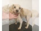 Poodle (Toy) DOG FOR ADOPTION RGADN-1391497 - Snowball - Poodle (Toy) Dog For
