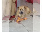 Border Terrier Mix DOG FOR ADOPTION RGADN-1391498 - Harlyn - Border Terrier /