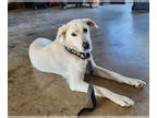 Labrenees DOG FOR ADOPTION RGADN-1391505 - Luna - Lovely Lady!!
