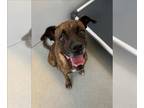 Bullboxer Pit DOG FOR ADOPTION RGADN-1391506 - DAPHNE - Boxer / Pit Bull Terrier