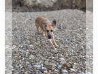Great Dane DOG FOR ADOPTION RGADN-1391511 - Jasper - Great Dane Dog For Adoption