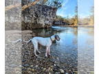 Great Dane DOG FOR ADOPTION RGADN-1391512 - Jasmine - Great Dane Dog For