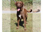 Chocolate Labrador retriever Mix DOG FOR ADOPTION RGADN-1391516 - Armstrong