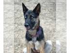 German Shepherd Dog-Siberian Husky Mix DOG FOR ADOPTION RGADN-1391517 - Stacy -