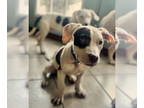 Catahoula Leopard Dog Mix DOG FOR ADOPTION RGADN-1391518 - Mr