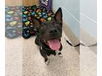 Australian Kelpie-Border Collie Mix DOG FOR ADOPTION RGADN-1391523 - MR