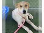 Great Pyrenees Mix DOG FOR ADOPTION RGADN-1391531 - *MATILIJA - Australian