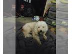Bichon Frise Mix DOG FOR ADOPTION RGADN-1391536 - BUD - Bichon Frise / Mixed