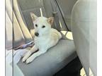 Shiba Inu Mix DOG FOR ADOPTION RGADN-1391542 - BINNIE - Shiba Inu / Mixed
