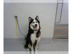 Alaskan Malamute Mix DOG FOR ADOPTION RGADN-1391554 - A174503 - Alaskan Malamute
