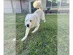 Great Pyrenees Mix DOG FOR ADOPTION RGADN-1391556 - PYRSON - Great Pyrenees /