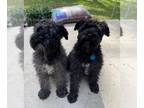 Mix DOG FOR ADOPTION RGADN-1391564 - TEDDY (SRC#3101) IN NORTH CAROLINA -