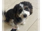 Bernedoodle DOG FOR ADOPTION RGADN-1391566 - Lovey * - Bernese Mountain Dog /