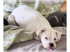 Boxer DOG FOR ADOPTION RGADN-1391570 - Isabella - Boxer (short coat) Dog For