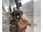 Dorgi DOG FOR ADOPTION RGADN-1391571 - Becky - Dachshund / Corgi / Mixed Dog For
