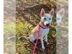 Carolina Dog Mix DOG FOR ADOPTION RGADN-1391573 - ARLO - Carolina Dog / Mixed