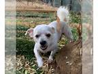 Havanese Mix DOG FOR ADOPTION RGADN-1391574 - *SPROUT - Havanese / Mixed (medium