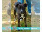 American Pit Bull Terrier DOG FOR ADOPTION RGADN-1391587 - JERSEY - Pit Bull