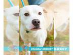Staffordshire Bull Terrier DOG FOR ADOPTION RGADN-1391588 - CHEDDAR -