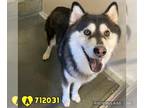 Chow Chow-Huskies Mix DOG FOR ADOPTION RGADN-1391590 - MAX - Husky / Chow Chow /