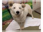 Australian Shepherd Mix DOG FOR ADOPTION RGADN-1391611 - A538900 - Australian