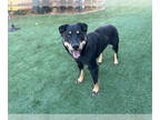 Rottweiler Mix DOG FOR ADOPTION RGADN-1391616 - HARLEY - Rottweiler / Mixed