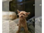 Poodle (Toy) Mix DOG FOR ADOPTION RGADN-1391623 - Nori - Poodle (Toy) / Mixed