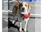 Great Pyrenees Mix DOG FOR ADOPTION RGADN-1391627 - Lovey Sunshine *LOCAL* -
