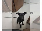 Sheprador DOG FOR ADOPTION RGADN-1391644 - Quaker - Labrador Retriever /