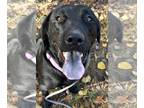 Labrador Retriever Mix DOG FOR ADOPTION RGADN-1391647 - Jasmine - Labrador