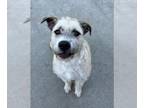 Otterhound Mix DOG FOR ADOPTION RGADN-1391651 - *LARKA - Otterhound / Mixed