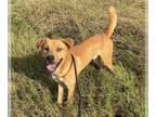 Black Mouth Cur-Carolina Dog Mix DOG FOR ADOPTION RGADN-1391660 - WILLIS - Black