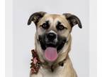 Boxer-Huskies Mix DOG FOR ADOPTION RGADN-1391661 - SUMMER - Husky / Boxer /