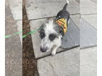 German Wirehaired Pointer Mix DOG FOR ADOPTION RGADN-1391666 - ADDY - German