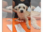 Dandie Dinmont Terrier-Glen of Imaal Terrier Mix DOG FOR ADOPTION RGADN-1391673