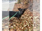 Doxie-Pin DOG FOR ADOPTION RGADN-1391675 - BRISTOL - Miniature Pinscher /