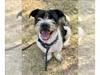 Miniature Schnauzer Mix DOG FOR ADOPTION RGADN-1391685 - BERNIE - Miniature