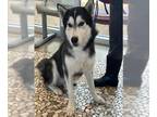 Mix DOG FOR ADOPTION RGADN-1391692 - BALTO - Husky (short coat) Dog For