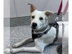 Collie-Labrador Retriever Mix DOG FOR ADOPTION RGADN-1391693 - FREEWAY -