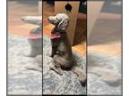 Goldendoodle DOG FOR ADOPTION RGADN-1391696 - YUKI - Golden Retriever / Poodle