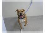 Bullboxer Pit DOG FOR ADOPTION RGADN-1391698 - MYSTIC - American Pit Bull