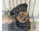 Rottweiler DOG FOR ADOPTION RGADN-1391704 - Dog - Rottweiler (short coat) Dog