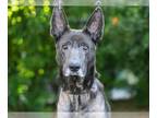 Dutch Shepherd Mix DOG FOR ADOPTION RGADN-1391708 - MAX - Dutch Shepherd / Mixed