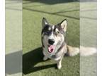 Mix DOG FOR ADOPTION RGADN-1391710 - STORM - Husky (medium coat) Dog For