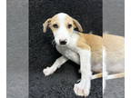 Whippet Mix DOG FOR ADOPTION RGADN-1391722 - SPONSOR or FOSTER ME - Wyatt -