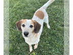 Beagle-Red Heeler Mix DOG FOR ADOPTION RGADN-1391735 - Archer - Red Heeler /