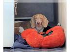 Beagle DOG FOR ADOPTION RGADN-1391737 - RILEY - Beagle (medium coat) Dog For