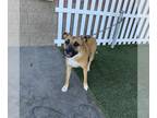 Staffordshire Bull Terrier Mix DOG FOR ADOPTION RGADN-1391738 - *SPARROW -