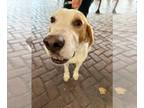 English Foxhound Mix DOG FOR ADOPTION RGADN-1391743 - Gus - Foxhound / Mixed Dog